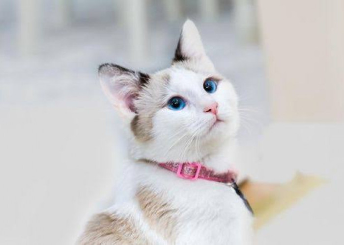 Ide Nama Lucu dan Girly Untuk Kucing Betina