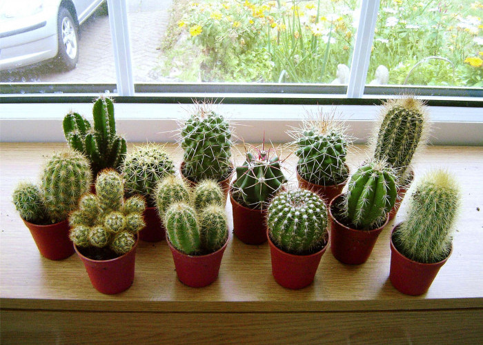 Minimalis dan Estetik, Inilah 5 Macam Tanaman Kaktus, yang Cocok Jadi Dekorasi di Meja Kerja