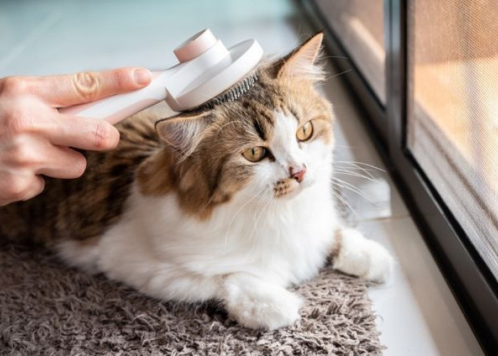 Menjaga Kesehatan Kucing Peliharaan Menjadi Bugar dengan 3 Cara Ini yang Sangat Ampuh! Oh Ternyata Mudah