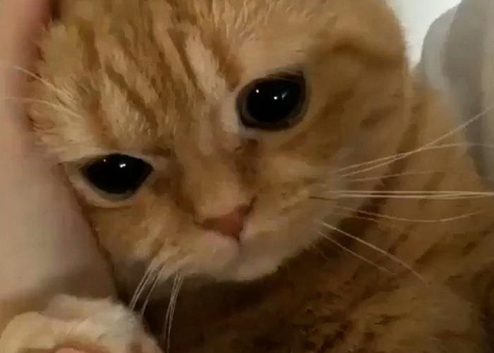 5 Tanda-Tanda Kucing Depresi Yang Perlu Kamu Ketahui, Yuk Peka!