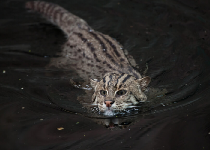 Dilarang Dipelihara! 6 Jenis Kucing Liar Endemik Indonesia yang Terancam Punah dan Dilindungi
