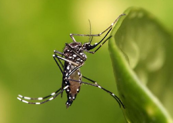 Yuk Buat Rumah Menjadi Lebih Aman Dari Penyakit DBD! Berikut 6 Bau Alami Yang Tidak Disukai Nyamuk