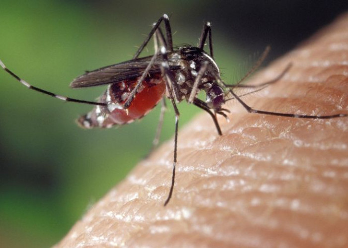 WASPADA! Inilah 3 Jenis Nyamuk yang Paling Berbahaya, Membawa Penyakit Mematikan