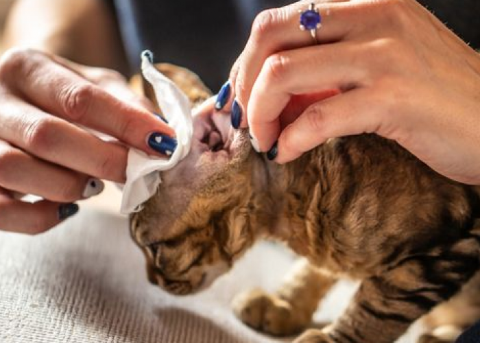 Gak Bikin Kucing Ngamuk! Ternyata Begini Cara Mudah Membersihkan Kotoran Di Telinga Kucing 