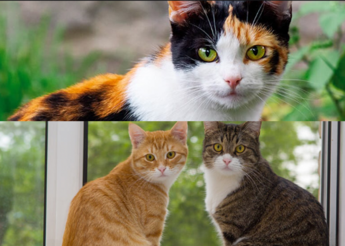 7 Macam Warna Bulu Kucing Kampung yang Bagus untuk Dipelihara, Ada yang Bisa Bawa Keberuntungan Lho!