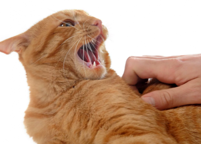 Kita Bisa Jadi Penyebabnya? Ini 5 Alasan Kucing Menjadi Agresif, yang Seringkali Tidak Disadari Oleh Kita