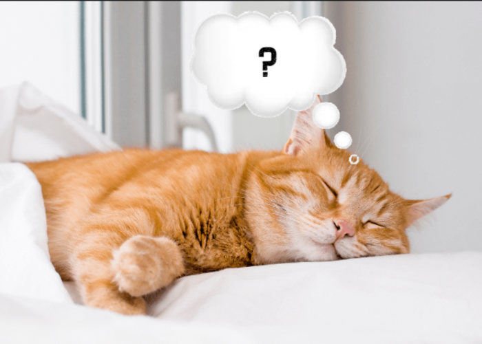 Apakah Kucing Bermimpi ketika Tidur Sama Seperti Manusia? Ternyata Ini Isi Mimpi Anabul