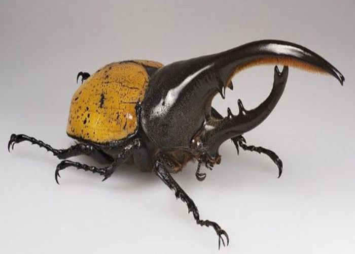 Kumbang Pendeteksi Mayat Manusia Ini Ternyata Tak Bisa Terbang, Terdeteksi Ada di Gunung Ciremai