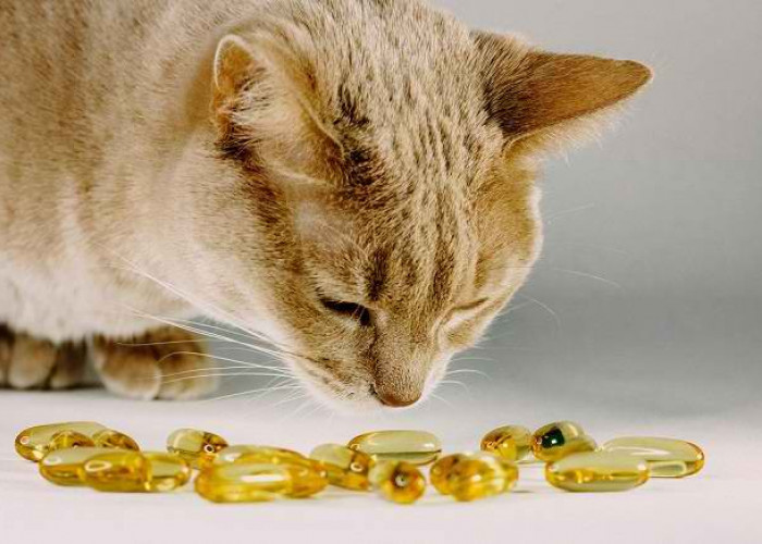 Inilah 6 Manfaat Minyak Ikan Untuk Kucing, Ternyata Bisa Bikin Bulu Halus dan Lebat Lho! 