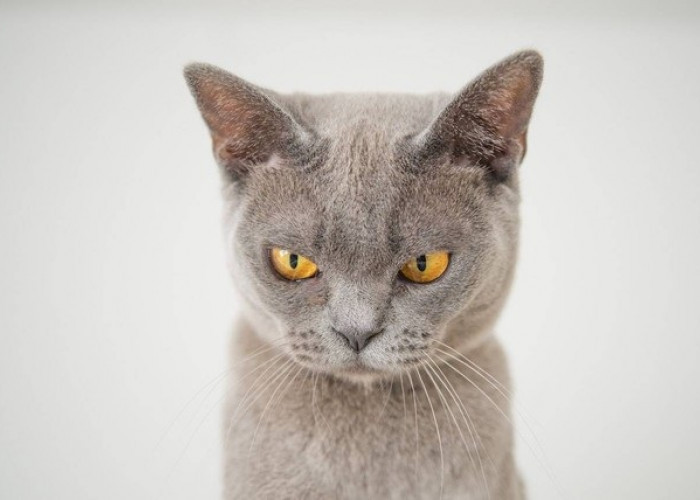 Kenapa Kucing Tiba-tiba Agresif? Inilah 5 Ciri Kucing Stres yang Membuat Perubahan Sikap Drastis!