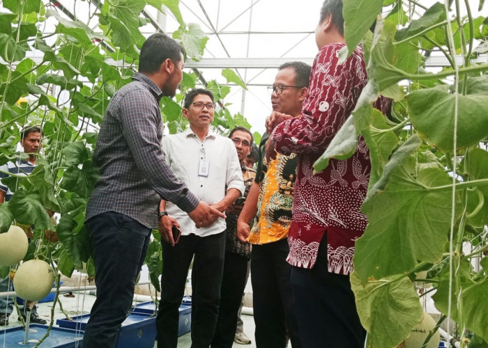 Bukan Lagi Buah Mangga, Petani Muda Indramayu Kembangkan Melon Premium
