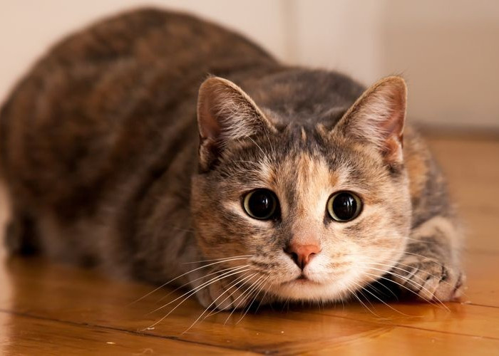 Berikut 7 Ciri Kucing Mencintai Majikannya! Apakah Kucing Peliharaan Mencintai Kamu? Nomor 5 Romantis Sekali