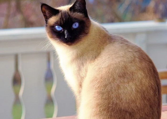 Kucing Siam Sangat Manja? Ini 4 Hal yang Perlu Diketahui Sebelum Memelihara Kucing Ras Siam