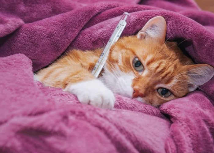 Inilah Beberapa Tanaman yang Bisa Dijadikan Obat Herbal untuk Kucing Demam, Harus dengan Konsultasi Dokter