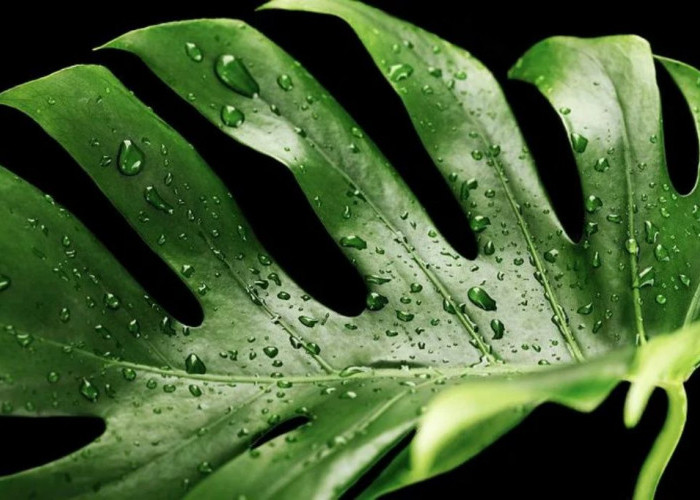 Cara Merawat Janda Bolong Saat Musim Hujan: Lakukan 6 Tips Berikut Ini Agar Tanaman Tumbuh Subur