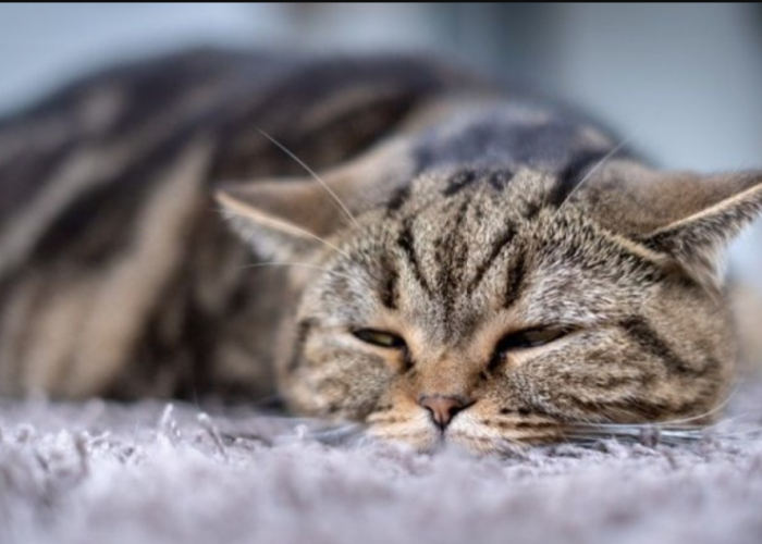 Ketahui 7 Tanda Tanda Kucing Sekarat Berikut! Apakah Ada Tanda Anabul Kamu Ingin Mati?