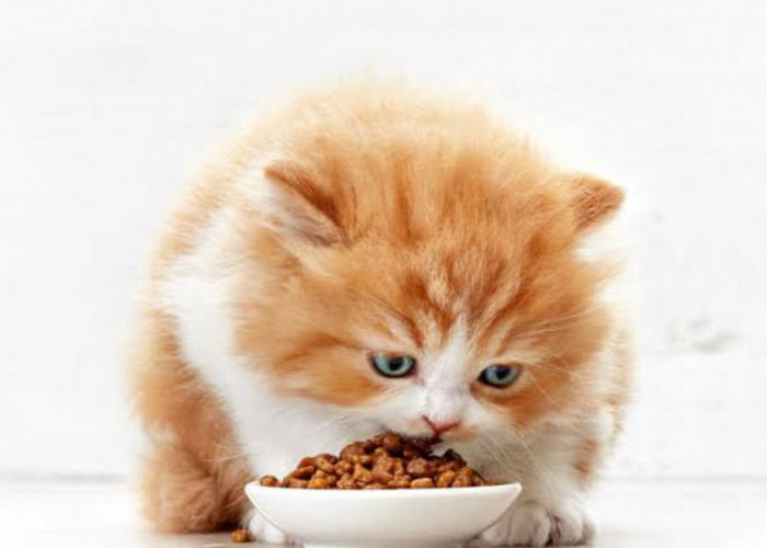 Tips Mudah Cara Membuat Makanan Kucing Kering Sendiri di Rumah, Bisa untuk Kucing Ras dan Kucing Kampung