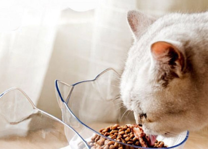 Buat Bulu Kucing Makin Lebat, Ini Dia 4 Rekomendasi Makanan Kucing Untuk Bulu Rontok Agar Tumbuh Lebat