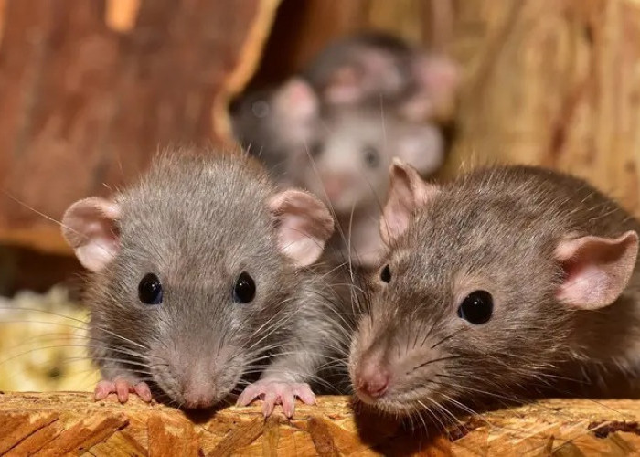 Menurut Peneliti Perangkap Tikus Bikin Kapok, Inilah 5 Cara Ampuh Mengusir Tikus di Rumah dan Mudah Loh!
