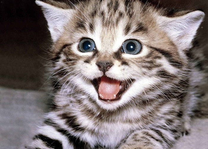 Mudah Sekali Membuat Kucing Peliharaan Bahagia, Lakukan 5 Cara Ini Sangat Ampuh Untuk Dilakukan Loh!