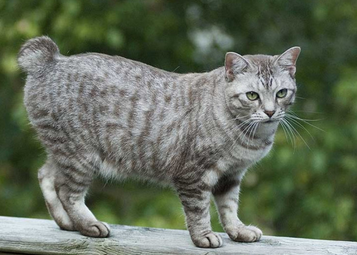 Mitos Ekor Kucing Kampung Dipotong, Benarkah Bisa Mendatangkan Keberuntungan? Atau Penyiksaan? 