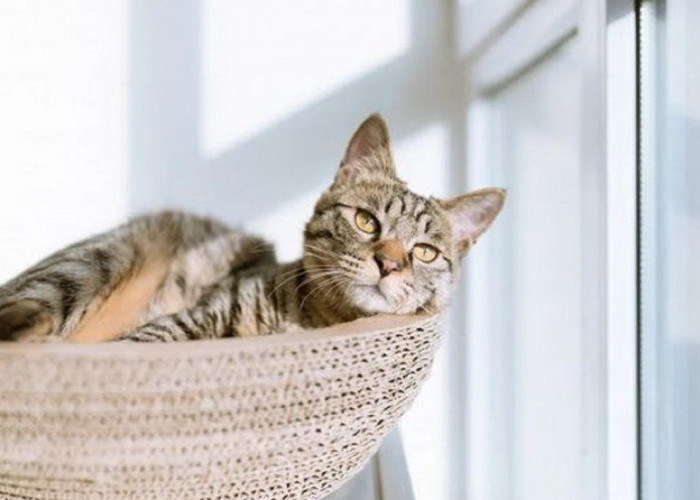 Yuk Kenali 5 Ciri Kucing Mengalami Stres, Benarkah Bulu Kucing Rontok Adalah Faktor Kucing Stres? Yuk Simak