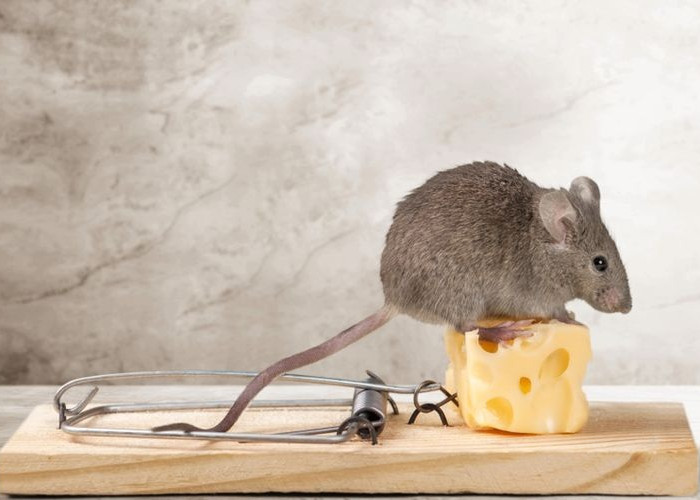 5 Makanan Tikus yang Disukai, Bisa Jadi Umpan Dalam Perangkap Membasmi Tikus di Rumah, Ketahui Yu!