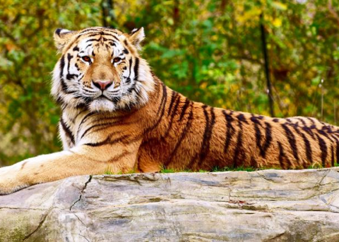 Dari Sumatera Hingga Siberia, Ini Daftar Harimau Terancam Punah Di Seluruh Dunia, Nomor 2 Asli Indonesia