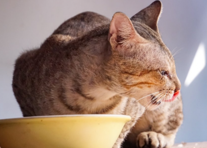 Inilah 5 Tanda Kucing Alergi Makanan yang Perlu Kamu Perhatikan, Lengkap Dengan Cara Mengatasinya!