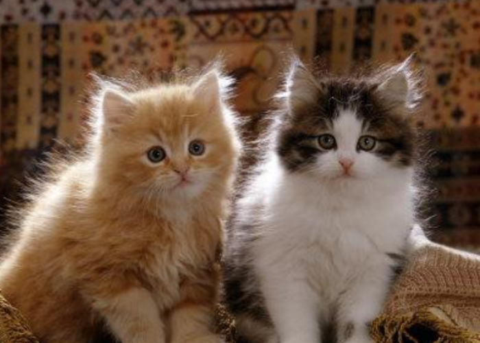 Jarang Disadari, Inilah 4 Kelebihan Ras Kucing Persia Campuran Kampung yang Layak untuk Dipelihara
