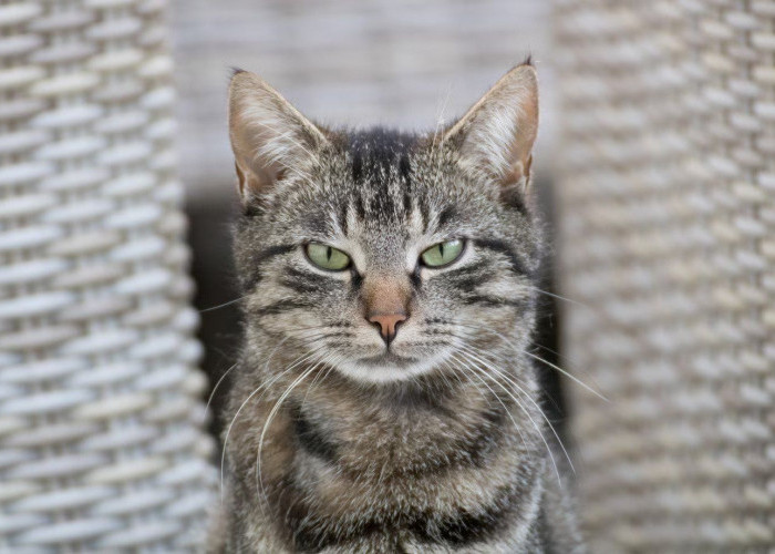 Dikenal Sebagai Jenis Kucing Paling Kuat, Inilah 5 Fakta Unik Kucing Kampung yang Jarang Diketahui