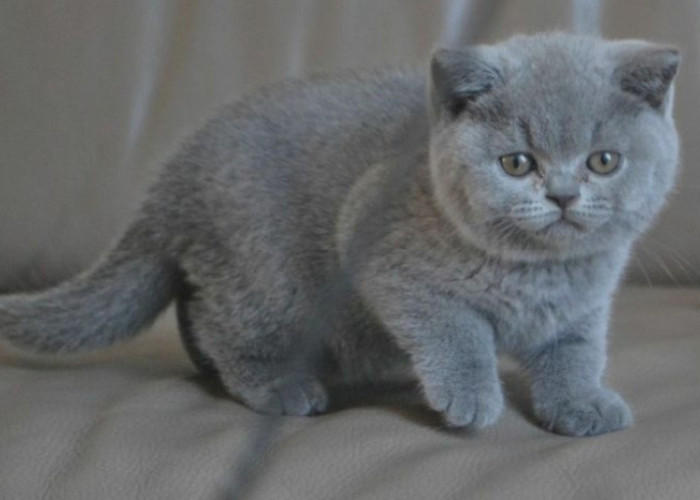 Menjelajahi 6 Keunikan Kucing British Shorthair; Kucing Ras yang Memikat! 