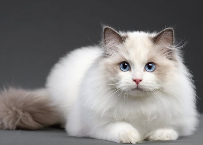 Top 10 Nama Tercantik Untuk Kucing Anggora Betina, Bikin Kucing Lebih Memikat!