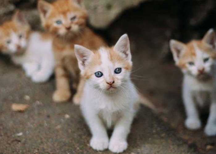 Menilik Keistimewaan dari Campuran Kucing Persia dan Kucing Kampung