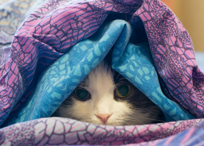 Perlu Ke Dokter Hewan? Berikut 4 Cara Untuk Menolong Kucing Depresi atau Sedih, Sebelum Ke Dokter Hewan