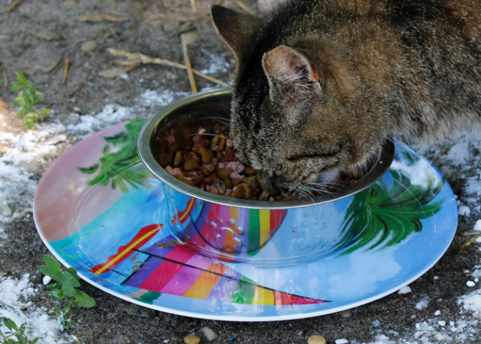 6 Cara Mengusir Semut dari Makanan Kucing, Mudah dan Tidak Ribet! Cuma Modal Air Bersih?