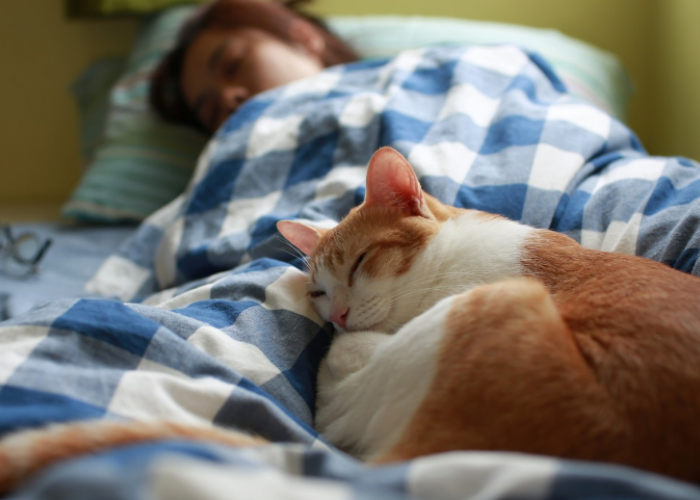 Pengganti Obat Tidur? Ini 3 Manfaat Tidur Bersama Kucing Peliharaan, yang Ternyata Sering Kita Butuhkan