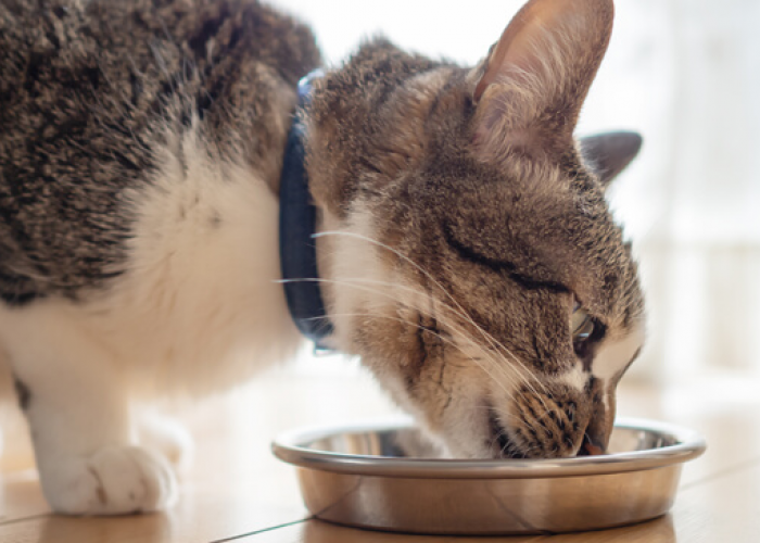 Kenapa Kucing Ketagihan Wetfood? Apakah Lebih Bagus dari Makanan Kering?