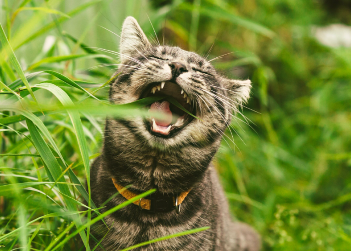 Inilah 3 Penjelasan Kenapa Kucing Suka Makan Rumput, Bisa Jadi Tanda Anabul Stres