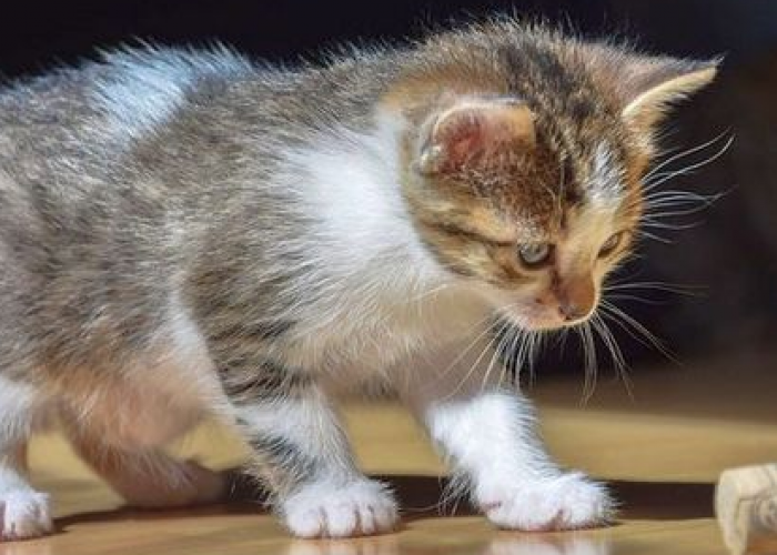 Dijamin Suka! 5 Rekomendasi Makanan Kucing Kampung Terbaik Yang Bikin Anabul Cepat Gemuk 