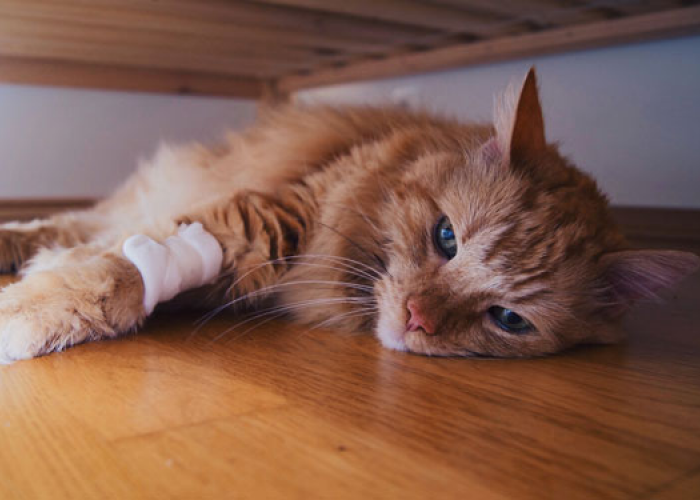  7 Ciri Kucing Akan Mati yang Paling Umum Terjadi, Ditunjukan dengan Perubahan Perilaku dan Kesehatan Memburuk