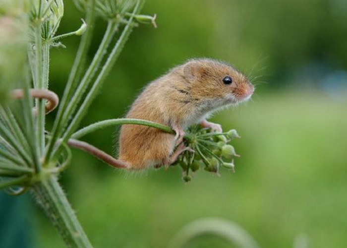 Aroma Wanginya Bikin Tikus Pusing, Ini Dia 5 Bau Harum Yang Tidak Disukai Tikus