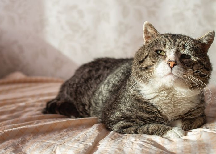 Cara Merawat Kucing Tua Memiliki perbedaan loh! Inilah 5 Cara Merawat Kucing Tua agar Sehat dan Bugar
