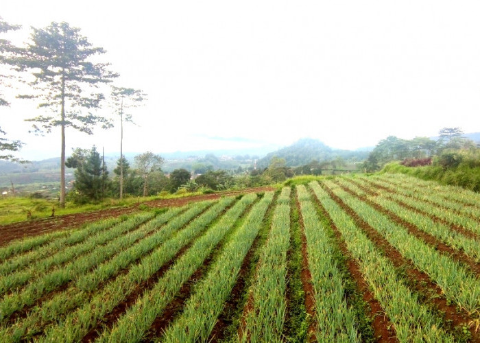 Desa Peternakan dan Sayuran di Lereng Gunung Ciremai Ini, Cocok Terapkan Pertanian ala Sri Darmanto Susilo