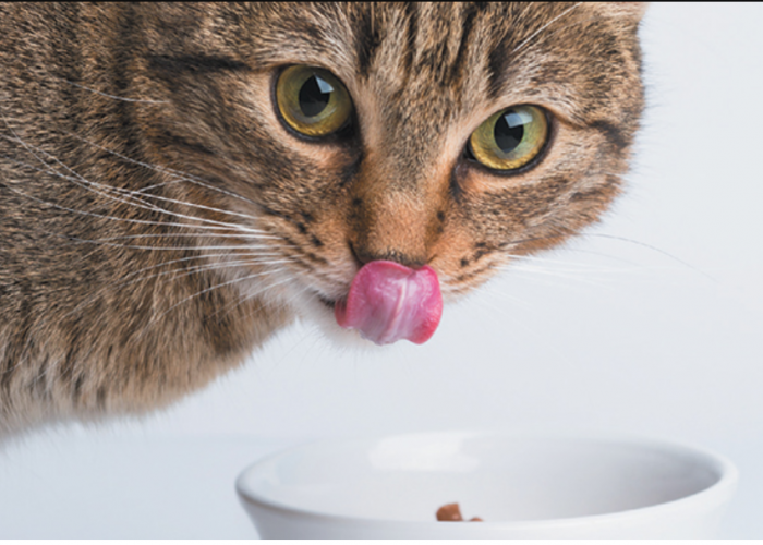 Pemilik Kucing Jangan Lakukan Ini! 5 Cara Memberi Makan Kucing yang Salah dan Masih Sering Dilakukan