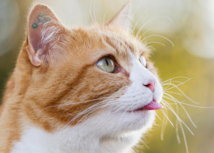 Mengapa Kucing Melet Seperti Anjing? Simak 5 Alasan yang Wajib Diperhatikan Berikut Ini