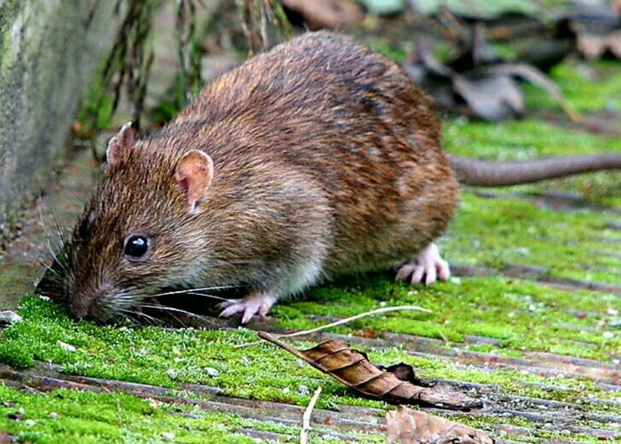 Bisa Bikin Tikus Menjauh dari Rumah! Ini Dia 6 Bau yang Tidak Disenangi Tikus Rumah