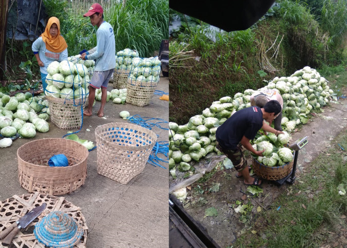 Sayur Tak Laku 7 Ton Per Hari, Relawan Prabowo Langsung Borong, Diberikan untuk Kaum Dhuafa