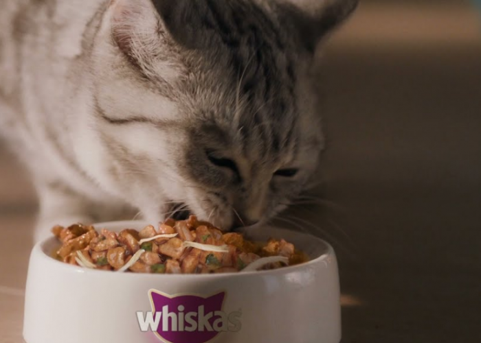 Selain Whiskas, Berikut 3 Rekomendasi Makanan Kucing Basah Terbaik dan juga Terjangkau!