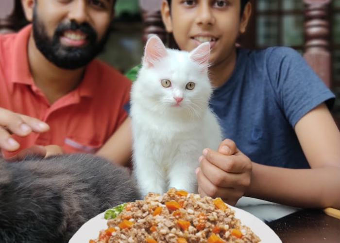 3 Resep Makanan Kucing Persia Buatan Sendiri, Praktis dan Bikin Anabul Nagih!